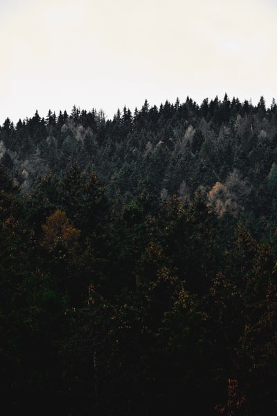 白天山上的绿树